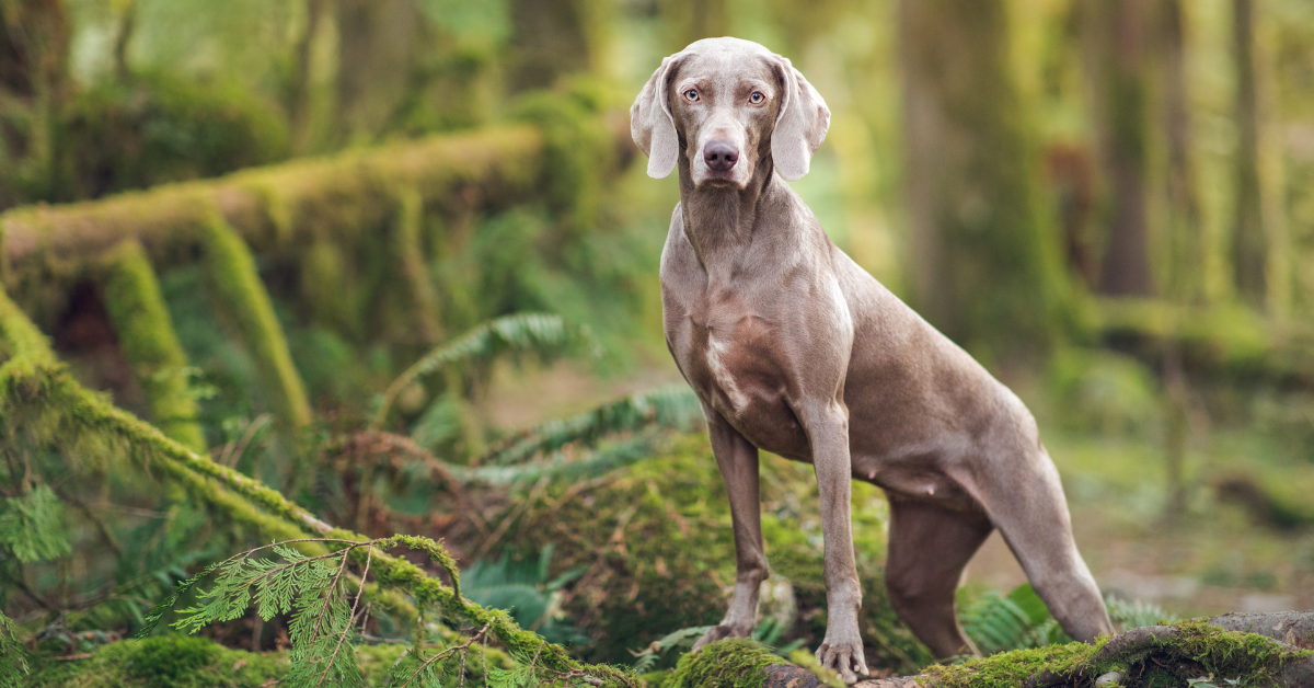 IS YOUR PET OVERWEIGHT?