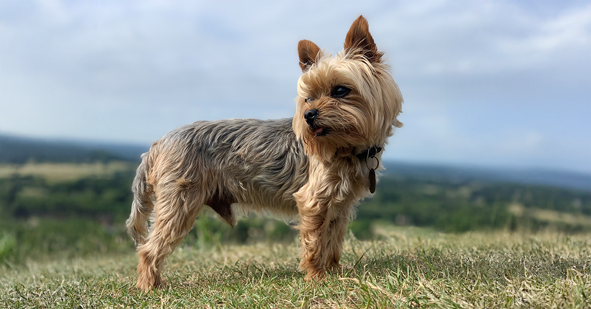 Small Breed Dog Image
