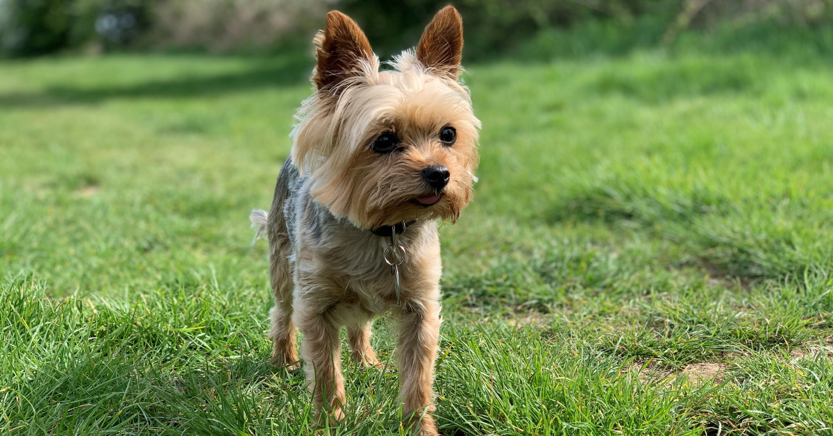 Five Tips for Enjoyable Walks with Your Small Dog