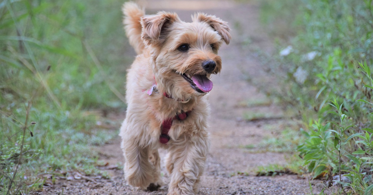 Making the Leap: Transitioning Your Small Breed Puppy to Adult Dog Food
