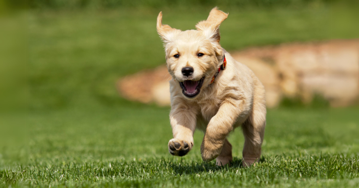 PUPPY DEVELOPMENT – FIVE TIPS FOR NEW PUPPY OWNERS