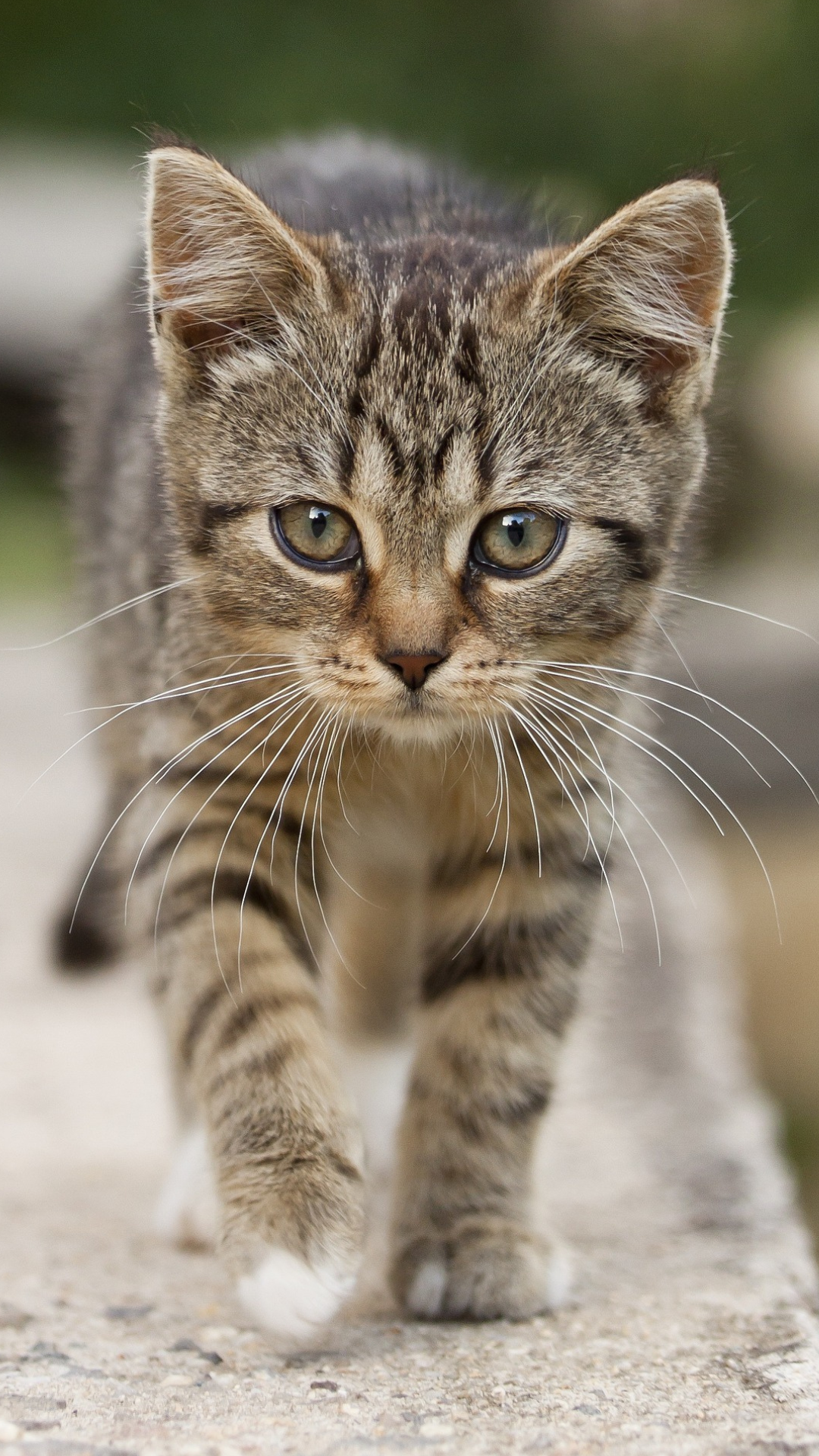 Kittens
