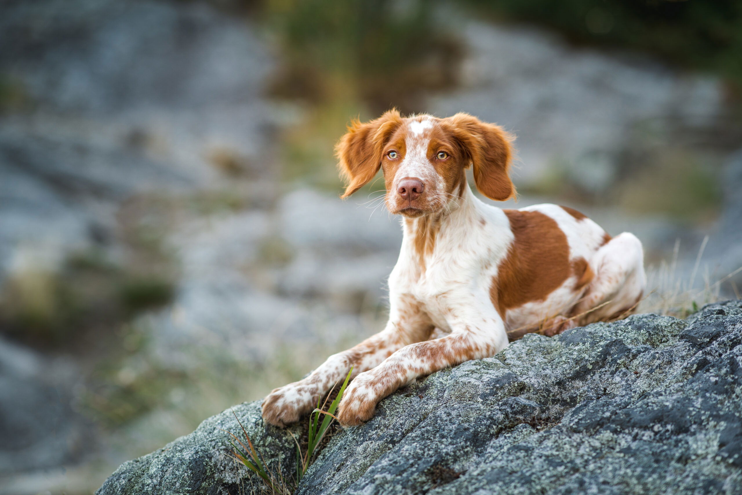 ORIJEN Puppy