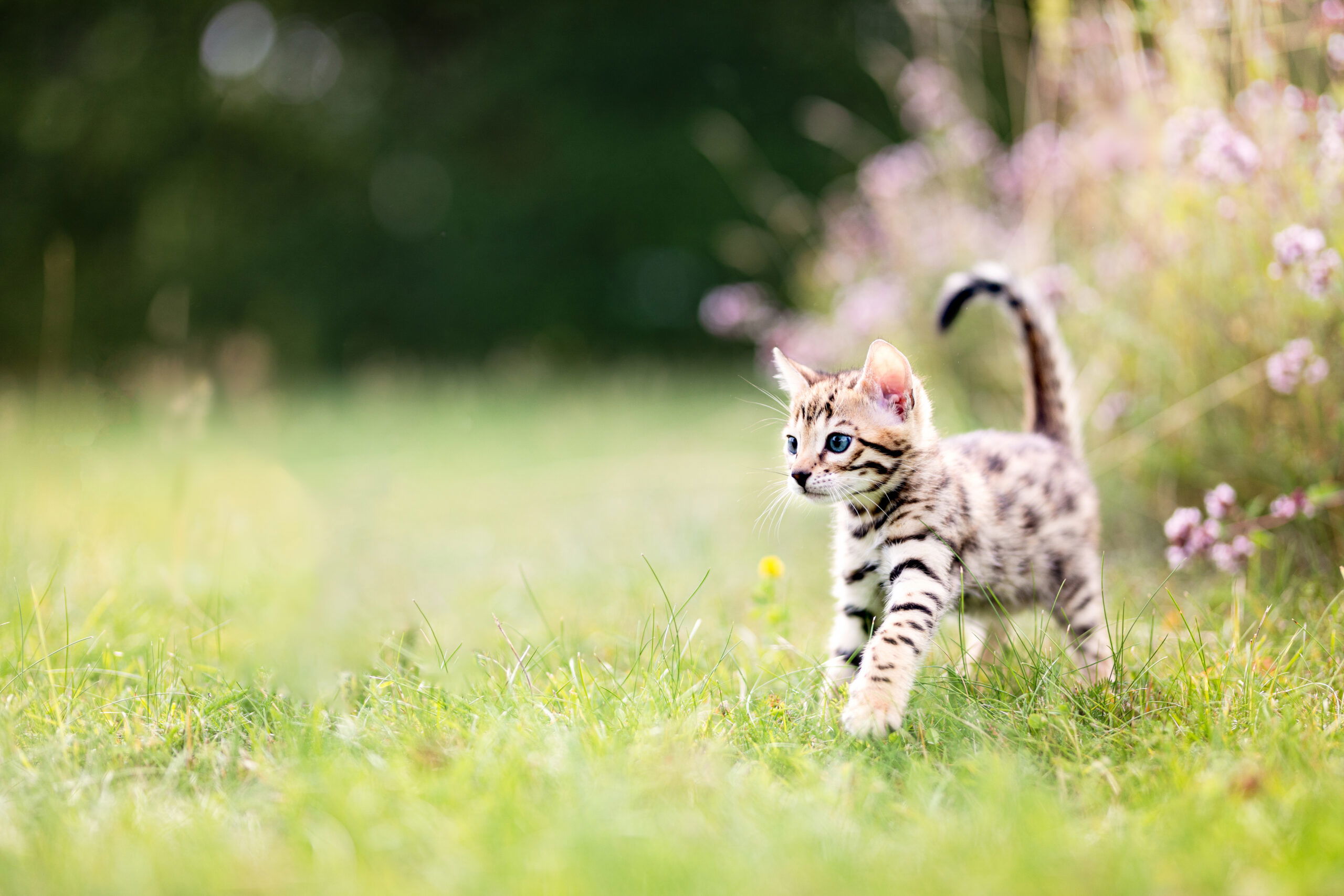 Kittens