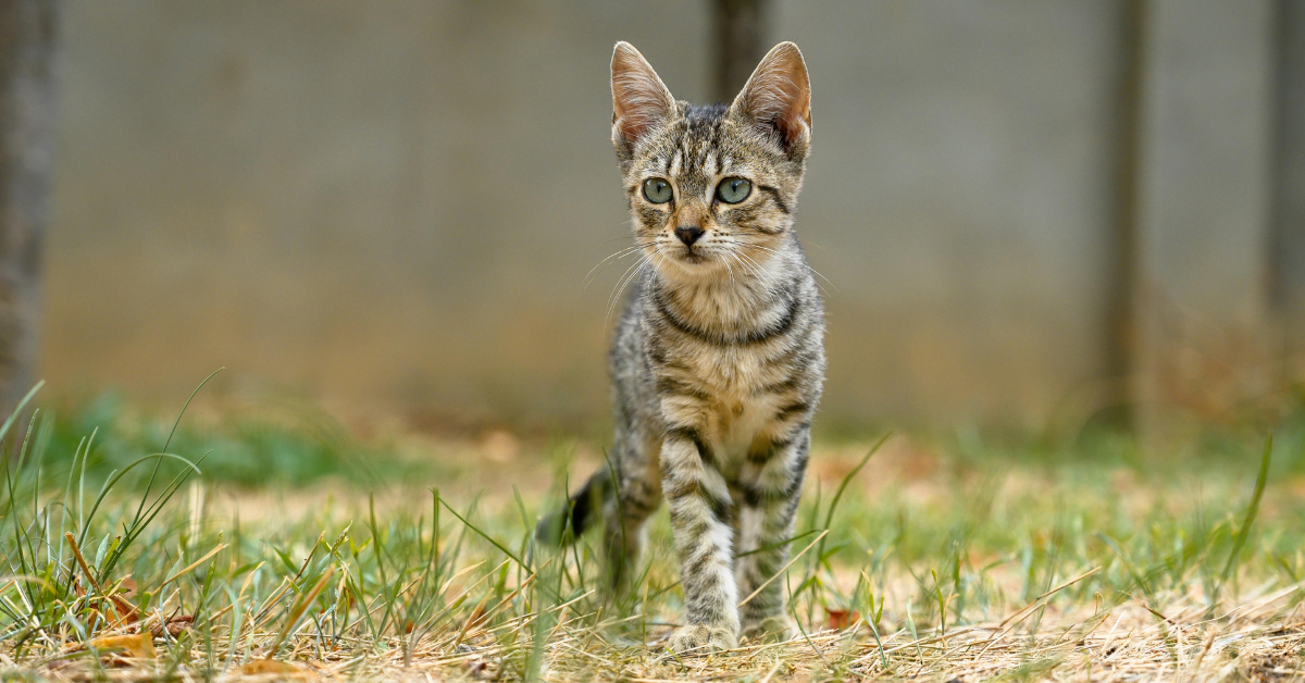 ORIJEN Kitten