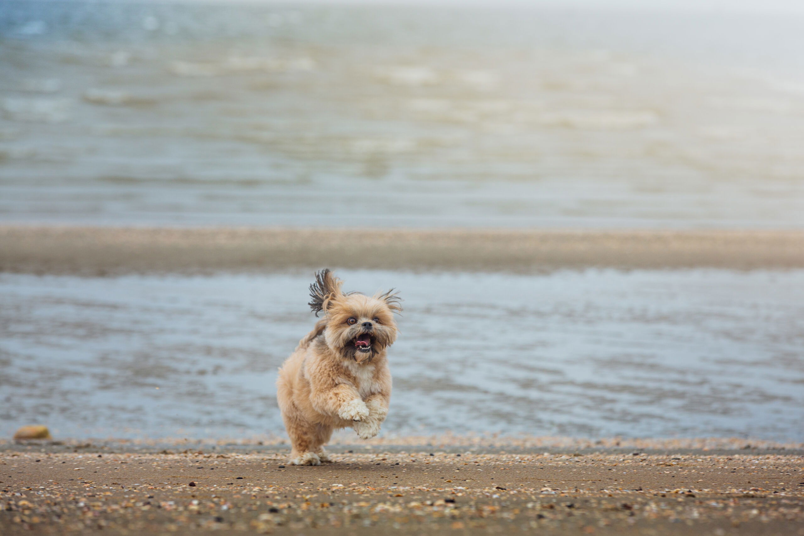 Best Dog Food for Small Breeds: ORIJEN