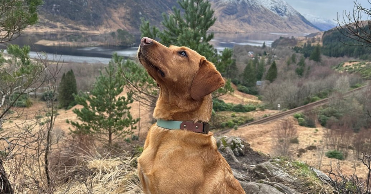 Bailey