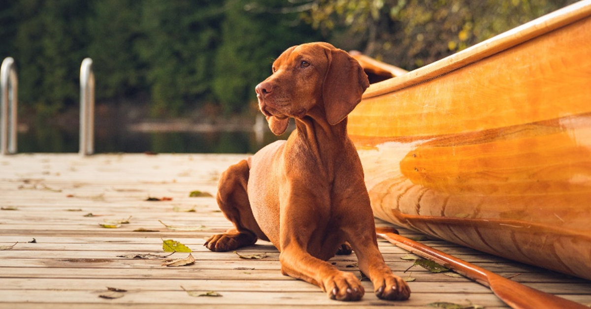 ORIJEN Dog