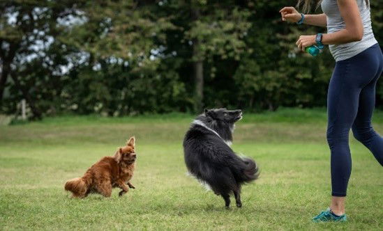 Trick Training, Enrichment & ‘Parkour’ with your dog