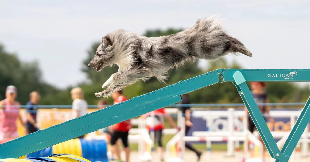 ORIJEN Ambassador Hayley Telling and Tse Qualify for the Crufts Novice Cup Semi-Final