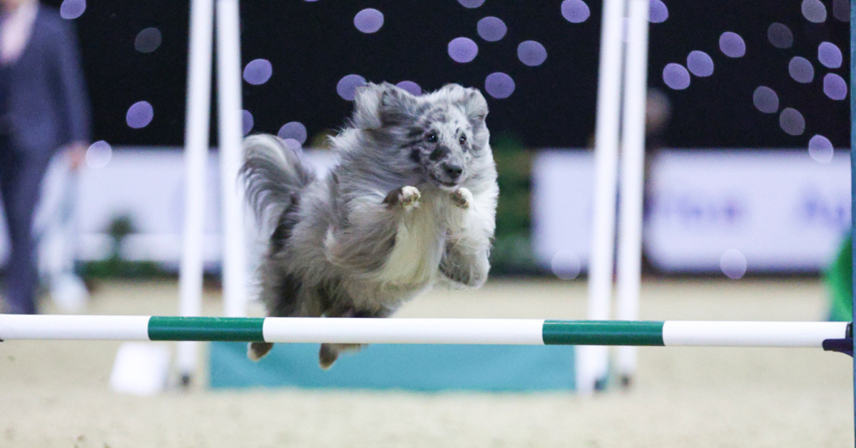 ORIJEN agility