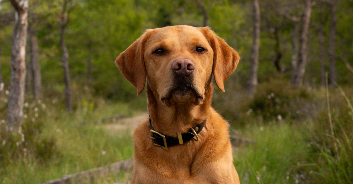 Meet the Ambassador: Molly & Roo